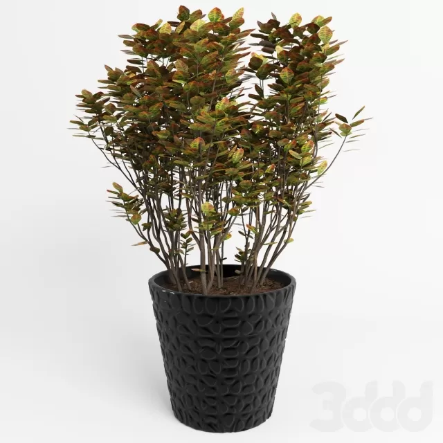 Декоративное дерево – 230921