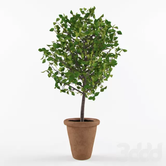 Декоративное домашнее растение – 230923