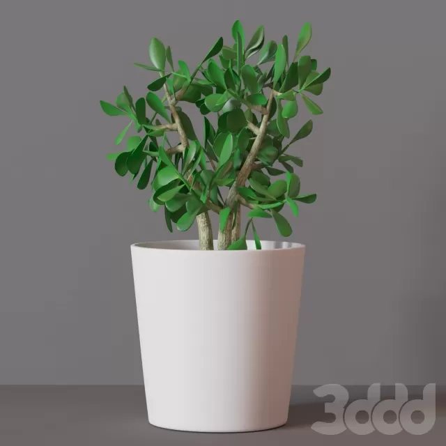 денежное дерево – 231033