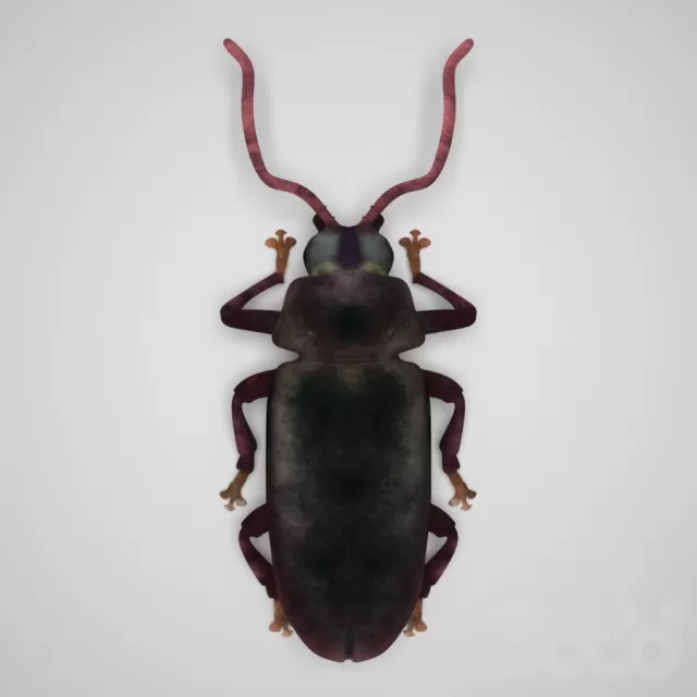 жук дровосек – 231695