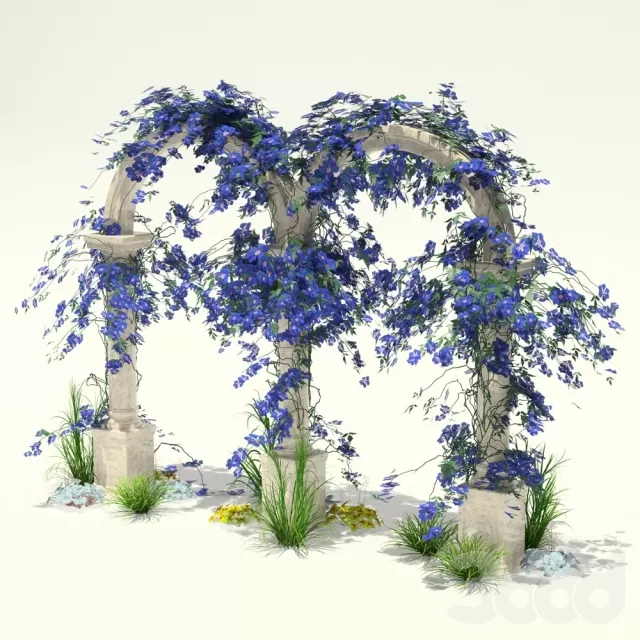 Клематис – 232417