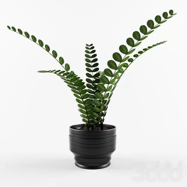 Комнатное растение – 232997