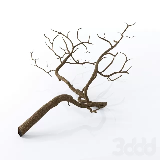 Коряга – 233465