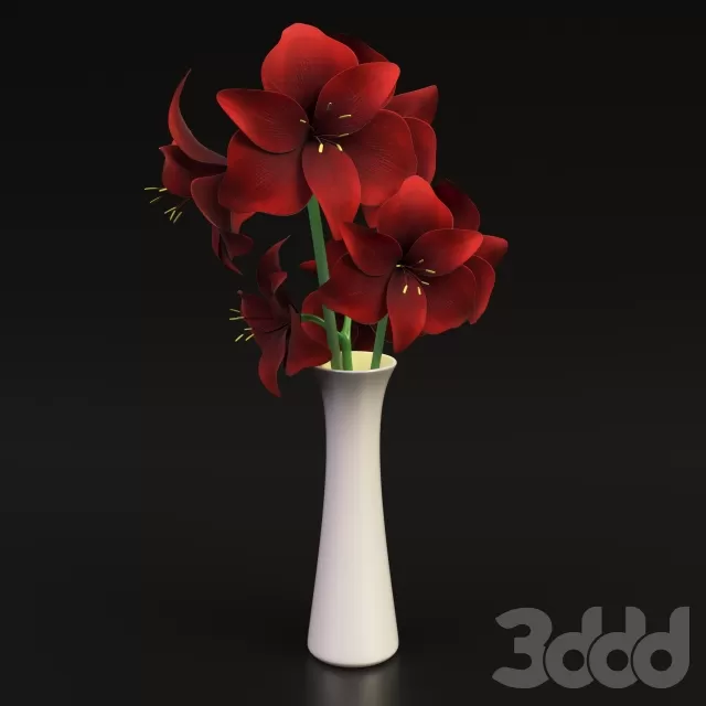 Красный гиппеаструм – 233563