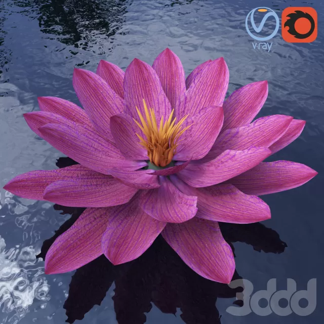 Кувшинка – Water lily – 234233