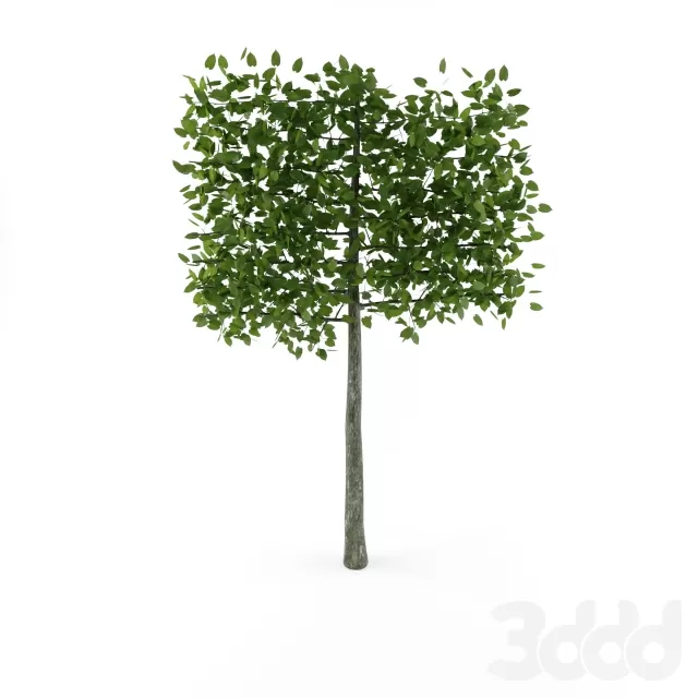 Липа европейская Паллидашпалера Tilia x europaea Pallida – 234575