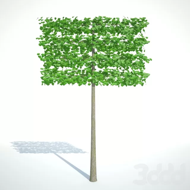 Липа мелколистная. Шпалера 4 яруса. – 234581