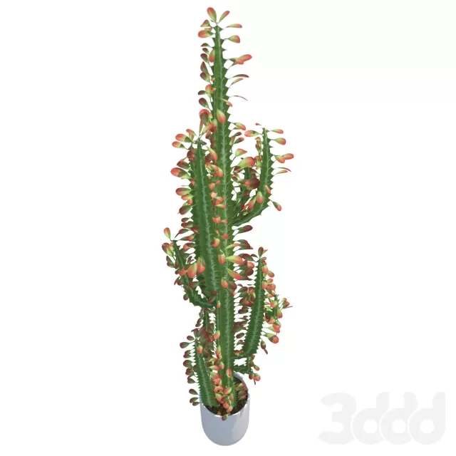 Молочай треугольный (Euphorbia trigona) – 235567