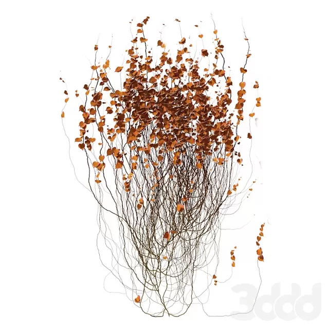 Осенний плющ V1 – 236417