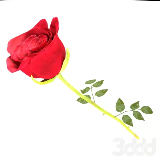 Роза_красная – 237665