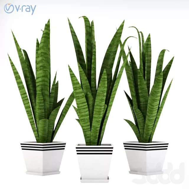 Сансевиерия_1 – 237811