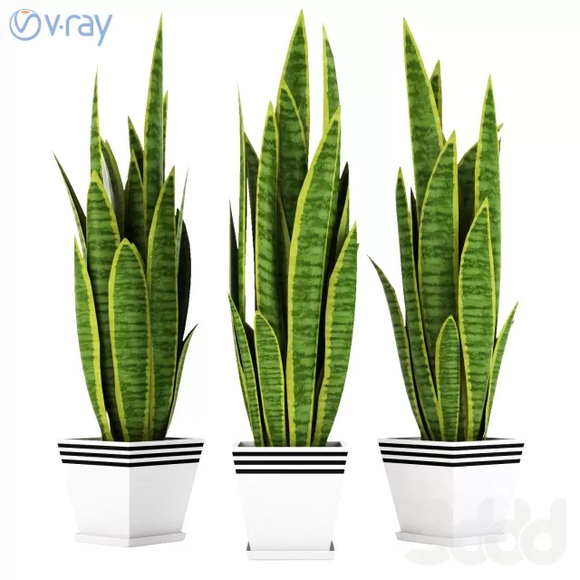 Сансевиерия_2 – 237813