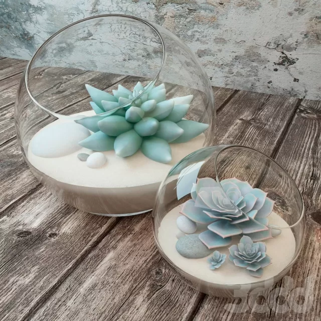 Суккуленты – 239365