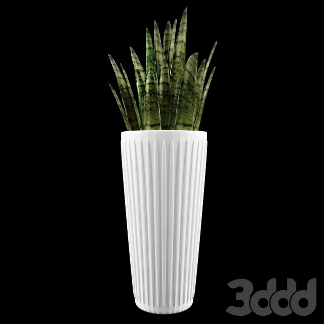 Тёщин язык (Sansevieria) – 239495