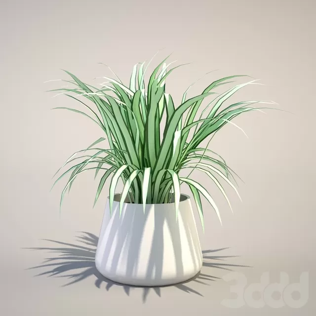 Хлорофитум – 240137