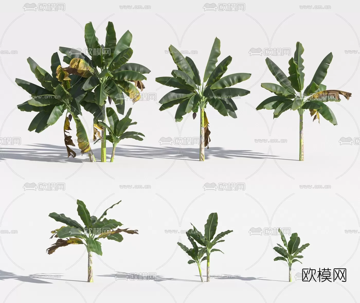 TREE – PLANTS – 3DS MAX MODELS – 036 – PRO