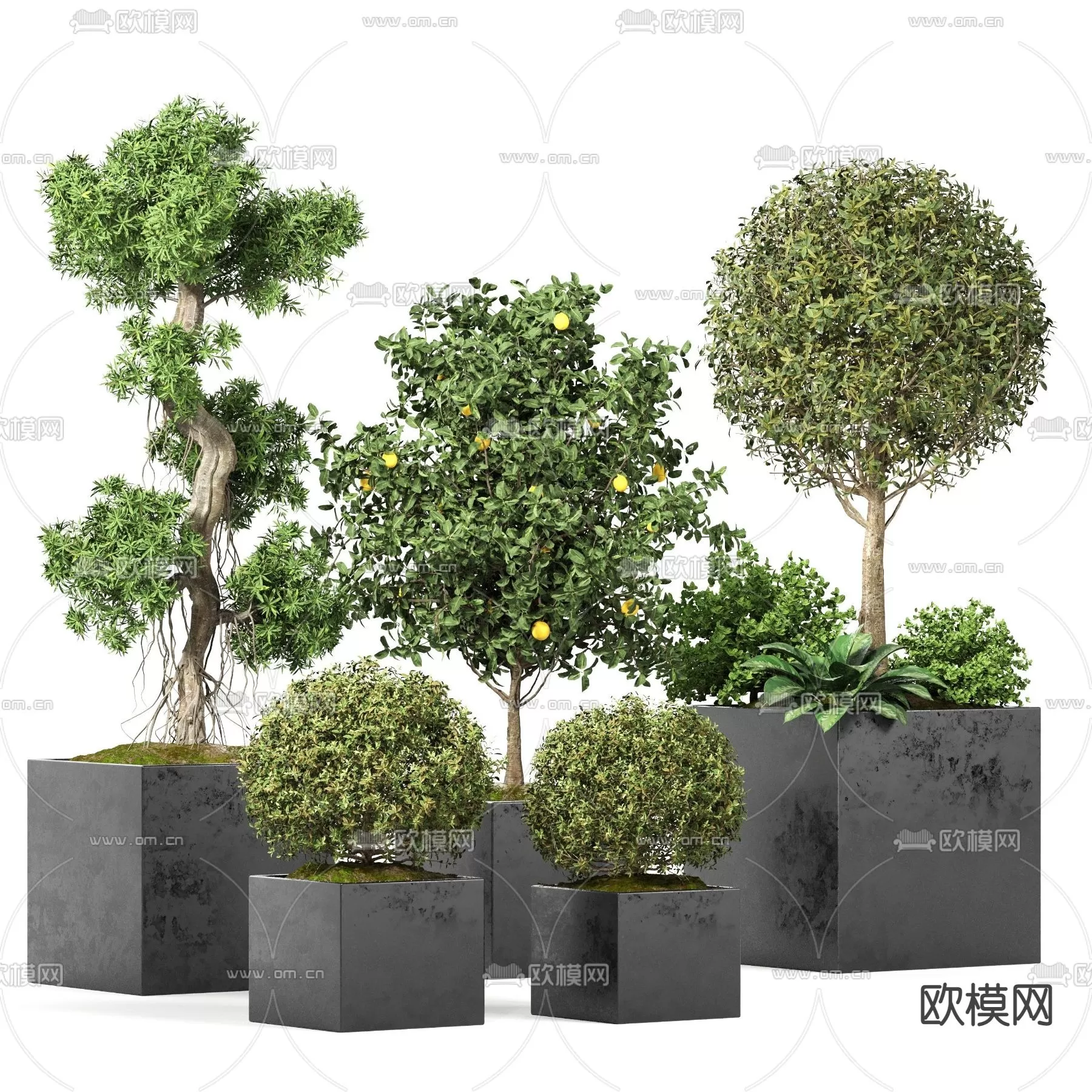 TREE – PLANTS – 3DS MAX MODELS – 137 – PRO