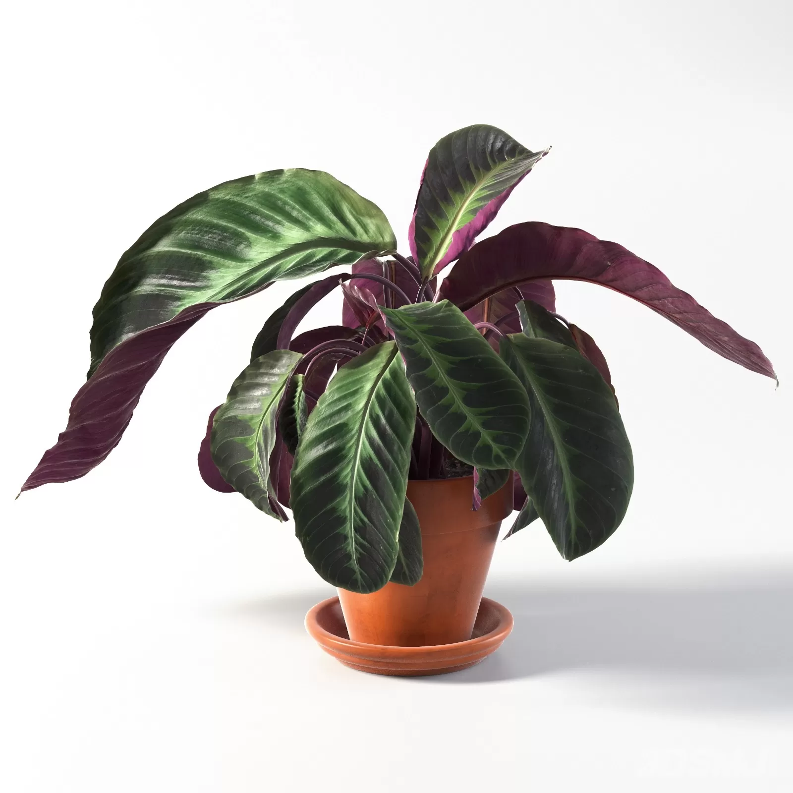 TREE – PLANTS – 3DS MAX MODELS – 258 – PRO