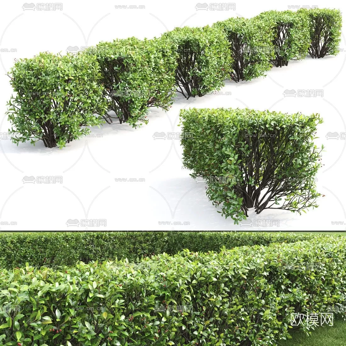 TREE – PLANTS – 3DS MAX MODELS – 021 – PRO