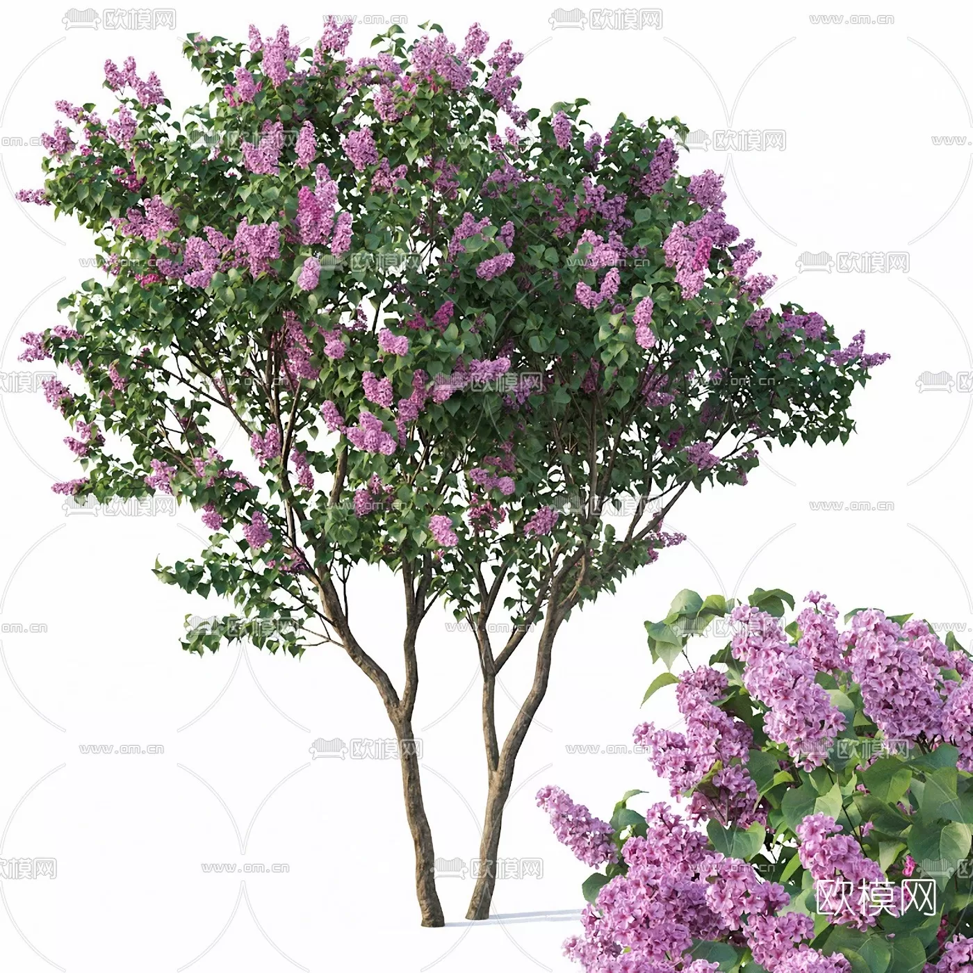 TREE – PLANTS – 3DS MAX MODELS – 030 – PRO