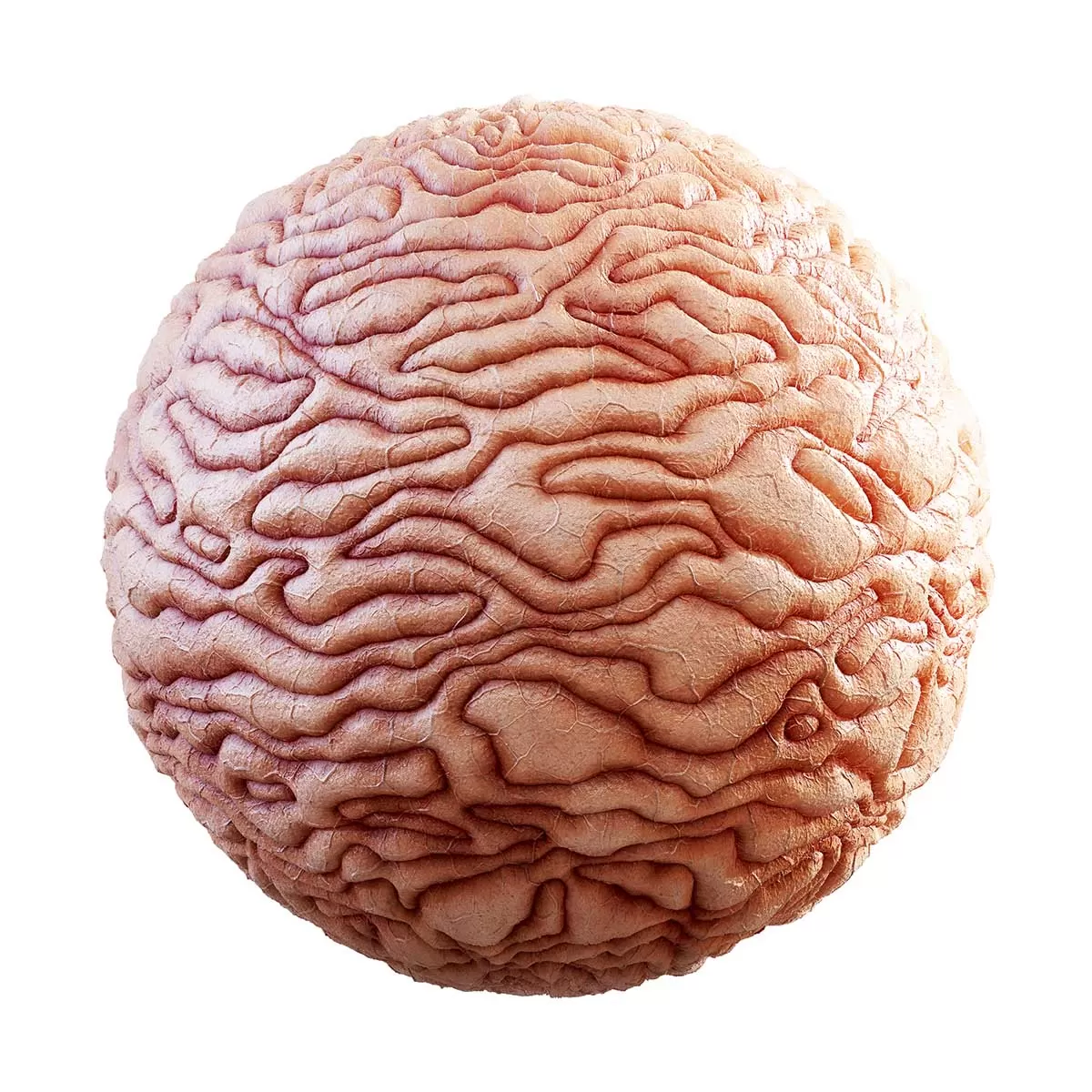 CGAxis PBR 31 – Guts 32 16 CGAxis PBR 31 – Guts 32 16