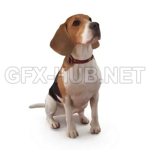 PBR Game 3D Model – Dog 3 Full Body scanned