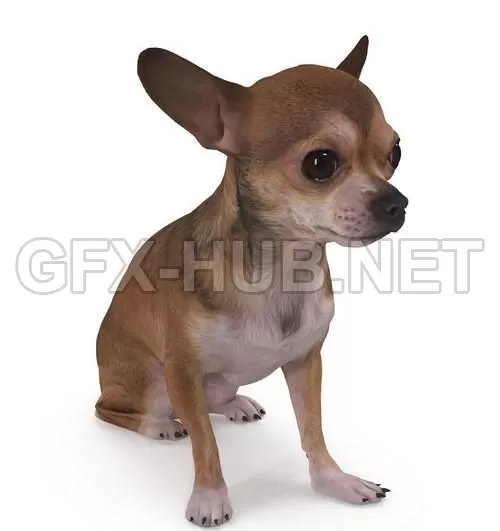 PBR Game 3D Model – Dog 4 Full Body scanned