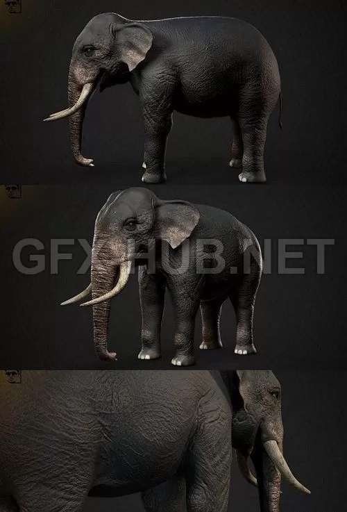 PBR Game 3D Model – Indian Elephant