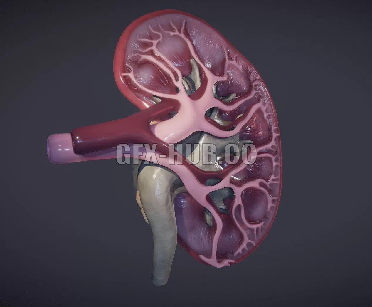 PBR Game 3D Model – Kidney Cross Section