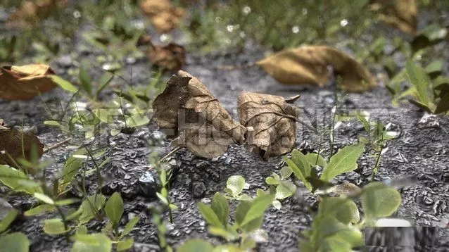 PBR Game 3D Model – Leaves on the Ground