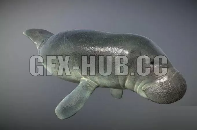 PBR Game 3D Model – Manatee