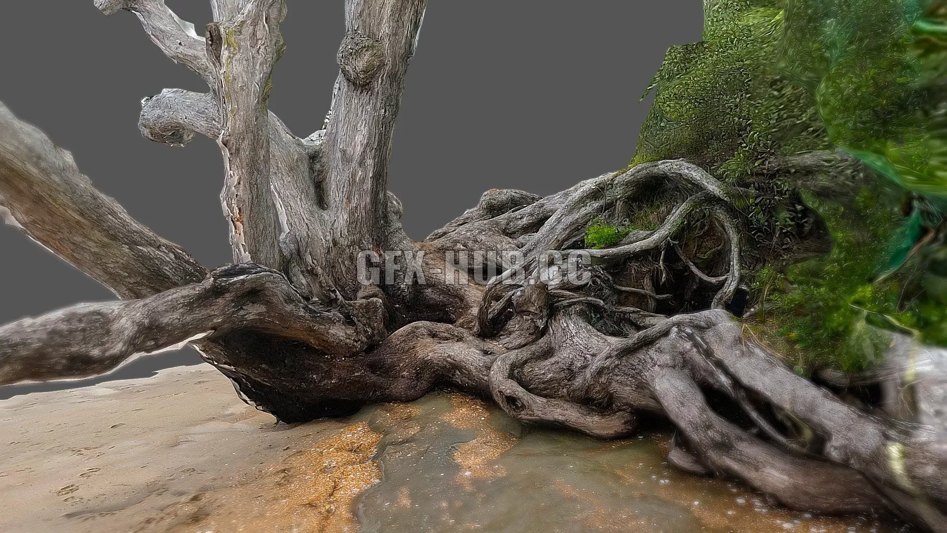 PBR Game 3D Model – Pohutukawa tree at Red Beach