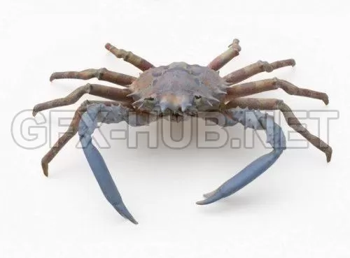 PBR Game 3D Model – Spider Crab PBR