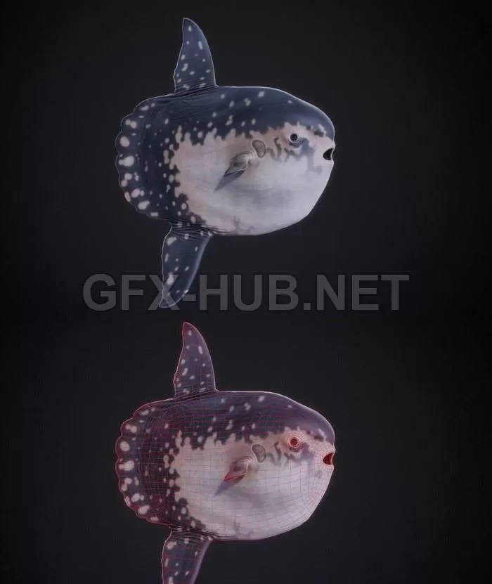 PBR Game 3D Model – Sun Fish