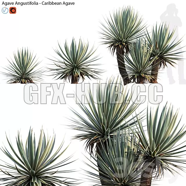 FURNITURE 3D MODELS – Agave Angustifolia FURNITURE 3D MODELS – Agave Angustifolia