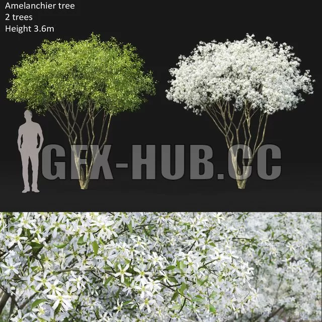 FURNITURE 3D MODELS – Amelanchier FURNITURE 3D MODELS – Amelanchier