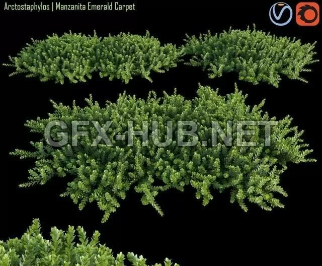 FURNITURE 3D MODELS – Arctostaphylos Manzanita Emerald Carpet # 1 FURNITURE 3D MODELS – Arctostaphylos Manzanita Emerald Carpet # 1