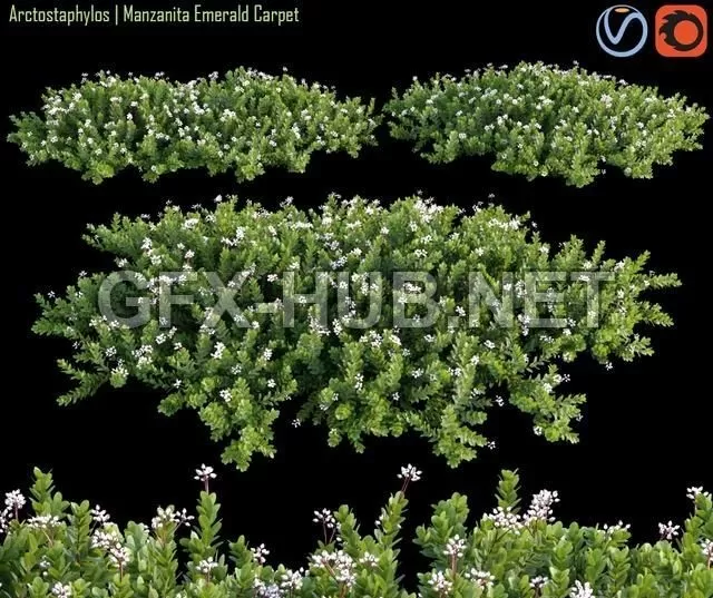 FURNITURE 3D MODELS – Arctostaphylos Manzanita Emerald Carpet # 2 FURNITURE 3D MODELS – Arctostaphylos Manzanita Emerald Carpet # 2