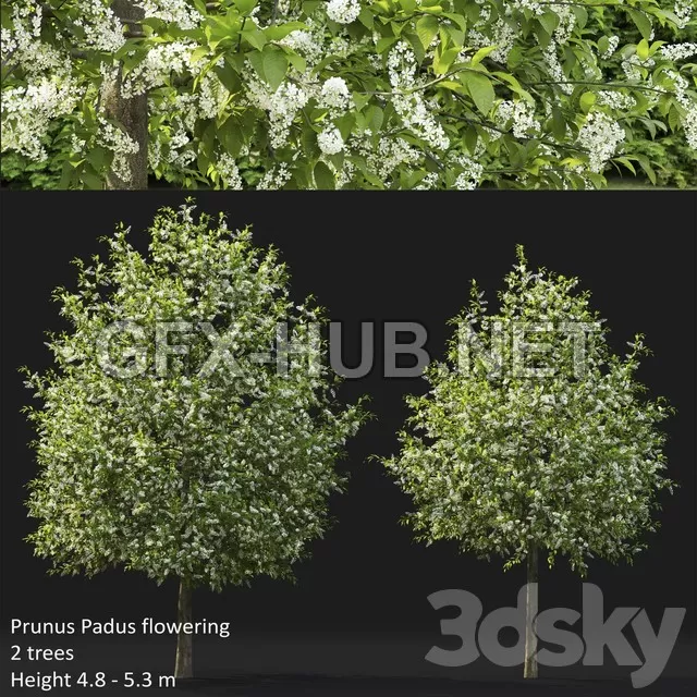 FURNITURE 3D MODELS – Bird Cherry Prunus Padus Flowering 4 FURNITURE 3D MODELS – Bird Cherry Prunus Padus Flowering 4