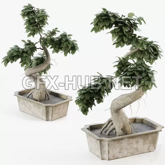 FURNITURE 3D MODELS – Bonsai tree ficus FURNITURE 3D MODELS – Bonsai tree ficus