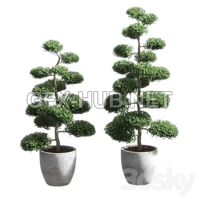 FURNITURE 3D MODELS – Bonsai With Spherical Branches 2 Models FURNITURE 3D MODELS – Bonsai With Spherical Branches 2 Models