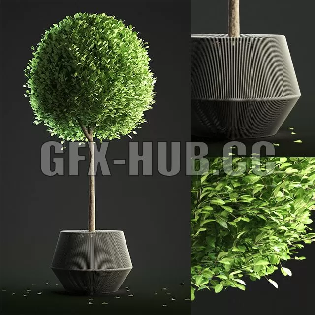 FURNITURE 3D MODELS – Buxus Sempervirens in Pot