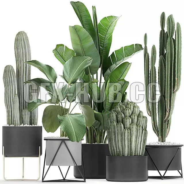 FURNITURE 3D MODELS – Cacti and Strelitzia in a Pot 747