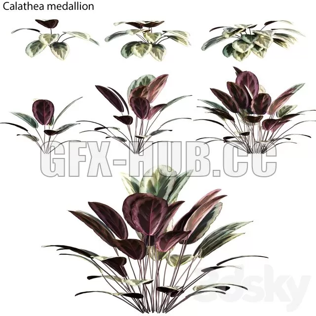FURNITURE 3D MODELS – Calathea Medallion 01
