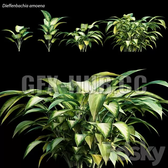 FURNITURE 3D MODELS – Dieffenbachia Amoena FURNITURE 3D MODELS – Dieffenbachia Amoena