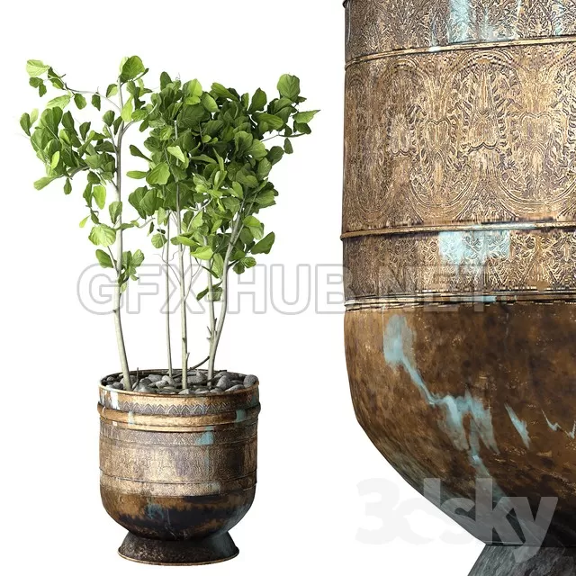 FURNITURE 3D MODELS – Ficus Lyrata
