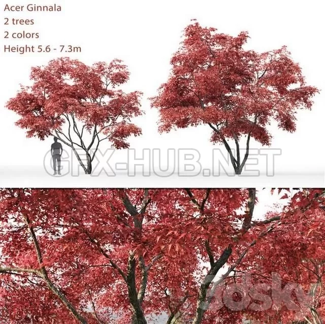 FURNITURE 3D MODELS – Ginnala Maple Acer Ginnala # 2