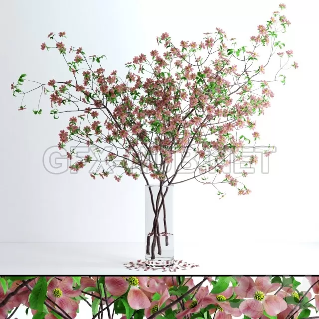 FURNITURE 3D MODELS – Glass vase with very realistic dogwood pink blossom branches
