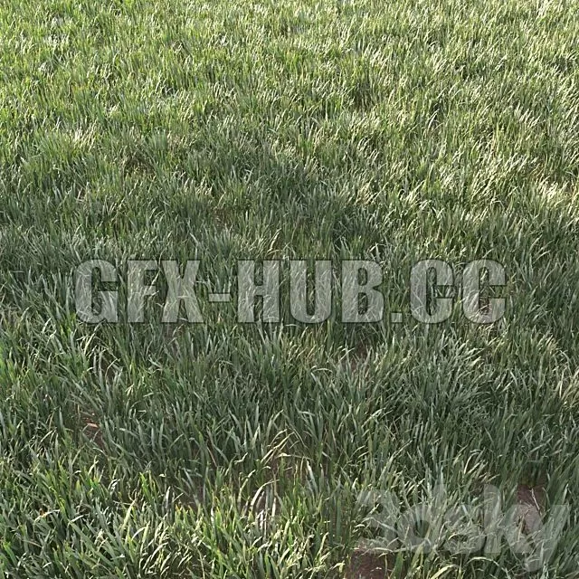 FURNITURE 3D MODELS – Grass for Landscape 11 FURNITURE 3D MODELS – Grass for Landscape 11
