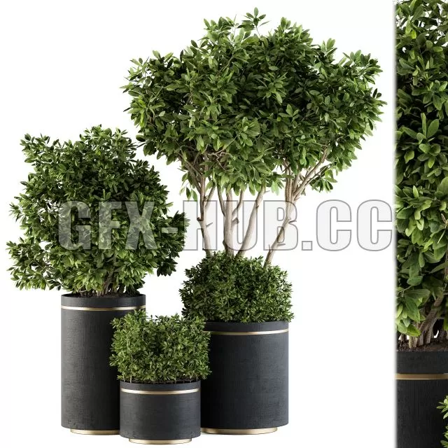 FURNITURE 3D MODELS – Indoor Plant Set 105 Black and Gold FURNITURE 3D MODELS – Indoor Plant Set 105 Black and Gold